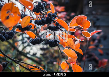 Aronia bush Filialen mit chokeberries. Es als Zierpflanzen und als Lebensmittel angebaut. Die saure Beeren können roh gegessen werden. Stockfoto