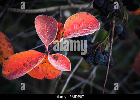 Aronia Bush rote Blätter Makro Foto. Es als Zierpflanzen und als Lebensmittel angebaut. Die saure Beeren können roh gegessen werden. Stockfoto