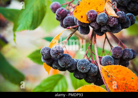 Aronia bush Zweige Makro Foto mit schwarzen Beeren oder chokeberries. Es als Zierpflanzen und als Lebensmittel angebaut. Die saure Beeren werden kann Stockfoto