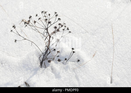 Trockene Blumen kauerte mit Schnee, Winter natürliche Hintergrund Foto Stockfoto