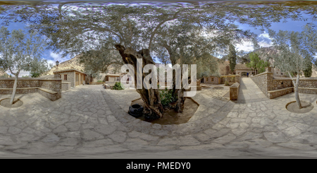 360 Grad Panorama Ansicht von Olivenbäumen in St Katherine's Kloster