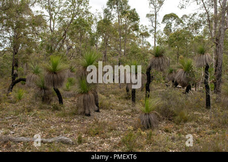 Blackboys in Wandoo Tal, in der Nähe von Bridgetown, WA, Australien Stockfoto