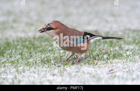 Europäische Jay im Schnee mit Erdnüssen in Mund Stockfoto