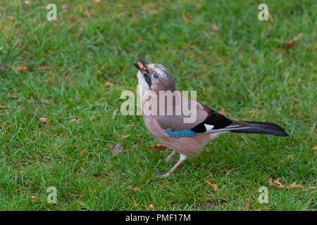 Europäische Jay mit Erdnüssen in Mund stehen im Gras Stockfoto