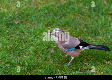 Europäische Jay mit Erdnüssen in Mund stehen im Gras Stockfoto