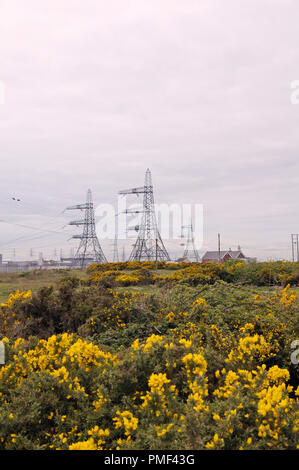 Strommasten und gelb blühenden Ginster in Dungeness, Kent, England, Großbritannien Stockfoto