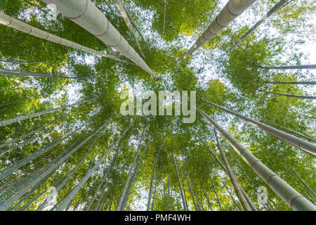 Japanische Bambus Wald in arashiyama Kyoto Japan Stockfoto