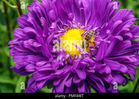 Blue China Aster, Callistephus chinensis Matador Tiefblau Biene in Blütenschönheit Stockfoto