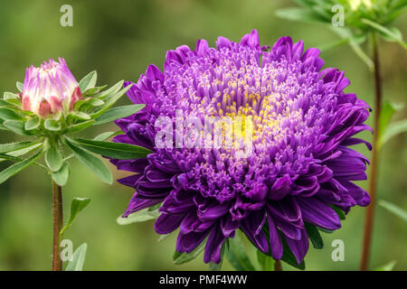 Blauer Porzellanaster, Callistephus chinensis Blume Matador Tiefblau Stockfoto