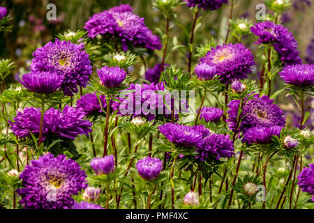 Blue China Aster Garten, Callistephus chinensis in Blumenbeet Garten Grenze Blumen Aster Stockfoto