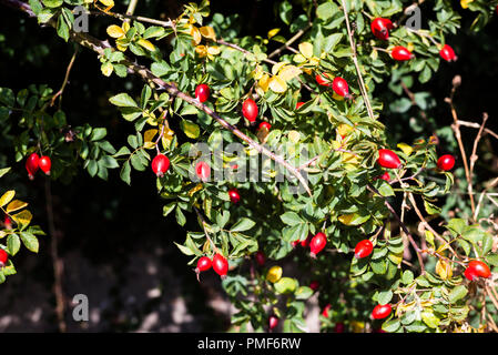 Hagebutten Bush Stockfoto