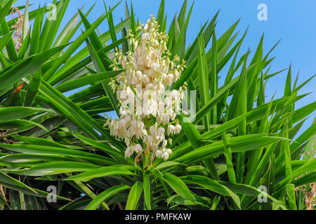 Yucca gloriosa, Yucca Pflanze in Blume, Blue Sky Hintergrund, Andalucía Spanien Stockfoto