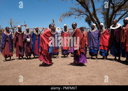 Eine Gruppe von Massai Frauen in ihren spektakulären Kostümen tanzen während der traditionellen Eunoto ceremony in einem kommenden alt Zeremonie für junge Krieger in der Masai Stamm in der Ngorongoro Conservation Area im Krater im Hochland von Tansania Ostafrika durchgeführt Stockfoto