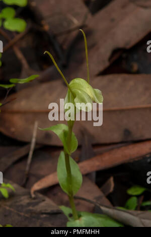 Pterostylis dilatata, robuste Schnecke Orchid Stockfoto