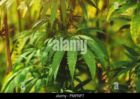 Cannabis hanf männliche Pflanze Blatt, in der Nähe von empfindlichen Kraut teil Stockfoto