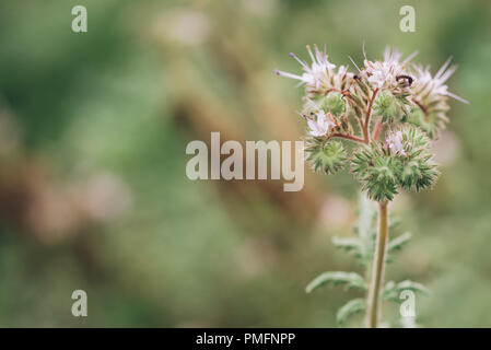 Phacelia tanacetifolia ist eine jährliche Kraut auch als lacy Phacelia, blau oder violett tansy Rainfarn bekannt. Selektiver Fokus mit sehr geringer Tiefenschärfe. Stockfoto