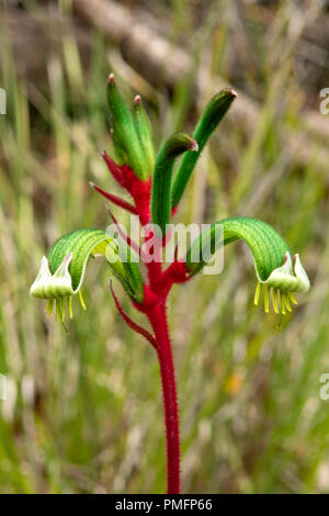 Anigozanthos manglesii, Roten und Grünen Kangaroo Paw Stockfoto