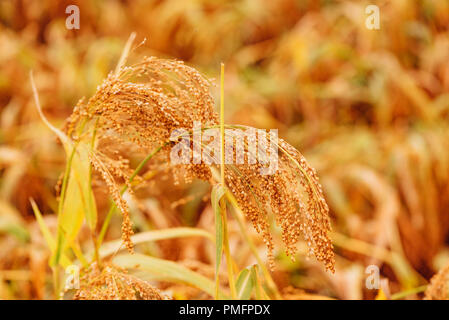 Kultiviert sorghum bicolor oder große Hirse in der Agrarwirtschaft Stockfoto