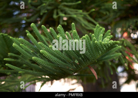 Araucaria heterophylla Stockfoto