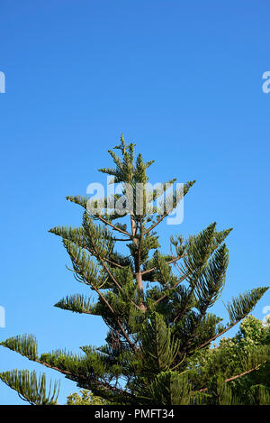 Araucaria heterophylla Stockfoto