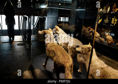 Gefüllte Wölfe, Bären in der Vidrinen in das Ruhr Museum in der Kohlengrube auf der Zeche Zollverein in Essen. Stockfoto