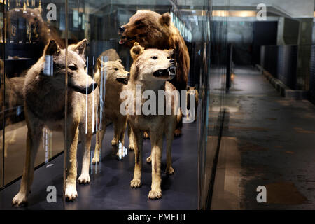 Gefüllte Wölfe, Bären in der Vidrinen in das Ruhr Museum in der Kohlengrube auf der Zeche Zollverein in Essen. Stockfoto