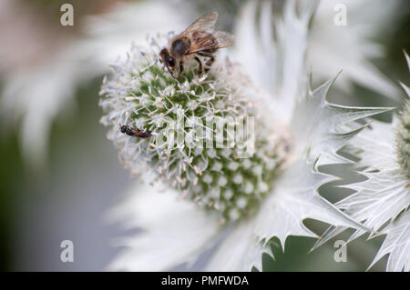 In der Nähe von East Sea Holly mit Biene auf es Stockfoto