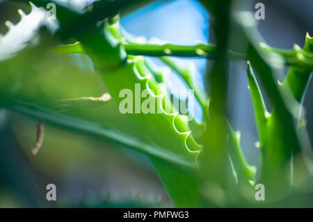 Nahaufnahme der Aloe Vera Pflanze Stockfoto