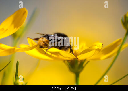 In der Nähe von Bumblebee trinken Nektar aus gelben Wildblumen auf der Wiese Stockfoto