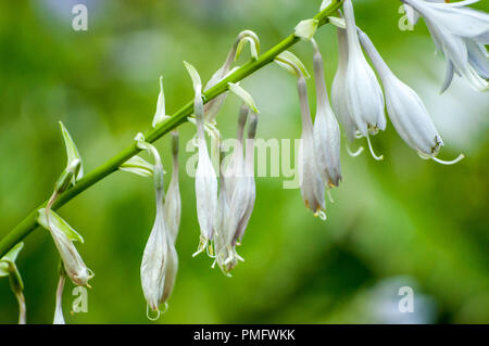 Nahaufnahme der Glockenblume in Bloom hängen Stockfoto