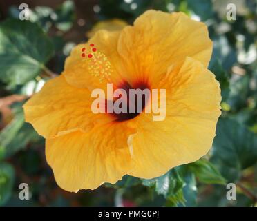 Hibiscus rosa-sinensis à Fleur orange, orange blühenden Hibiscus rosa-sinensis, Orangenblütiger Hibiskus rosa-sinensis, Azahar Hibiscus rosa-sinensis Stockfoto