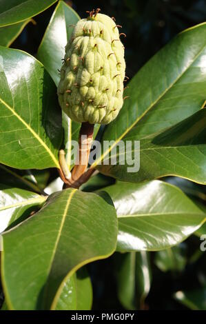 Obst du Magnolia grandiflora, Magnolia à grandes Fleurs, magnolier à grandes Fleurs, laurier - tulipier, Frucht der südlichen Magnolia oder bull Bay Stockfoto