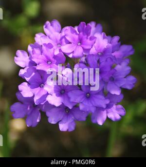 Gros Plan d'une Fleur violette et Rose de Tischdeko Tischdeko, officinale, in der Nähe einer purpurroten schlanke Vervain, knötchenförmige Vervain, Verbenaceae Stockfoto