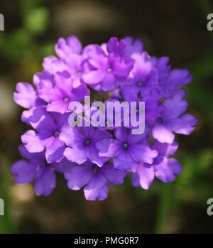 Gros Plan d'une Fleur violette et Rose de Tischdeko Tischdeko, officinale, in der Nähe einer purpurroten schlanke Vervain, knötchenförmige Vervain, Verbenaceae Stockfoto