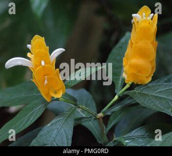 Gros Plan de fleurs Jaunes de pachystachys lutea, Nahaufnahme eines gelben lollipop Pflanze Blume, Goldene Garnelen Anlage Stockfoto