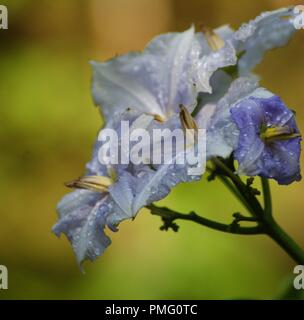 Gros Plan d'une Fleur Bleue de Solanum sisymbriifolium La Morelle de Balbis, Tomate Litschi, Morelle à-feuille de Menonvillea, Nahaufnahme eines gelben Fluss Stockfoto