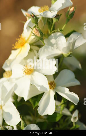 Gros Plan de fleurs Blanches de Rosa multiflora Rosaceae Églantier multiflore multiflore, Rosier, close-up der eine weiße Blume Rosa multiflora (syn. Ros Stockfoto