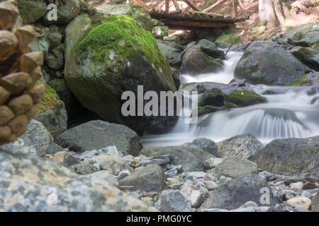 Tannenzapfen vor der Milchstrasse Fluss Stockfoto