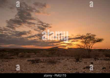 Sonnenuntergang über den Wolken über eine trockene Wüste Landschaft aus Sand und dornige Sträucher, mit einem einzelnen Baum im Vordergrund. In der Nähe von Marsabit, Kaisut Wüste, Stockfoto