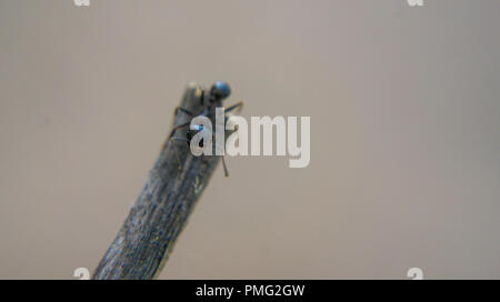 Makro ant-Fotografie Stockfoto
