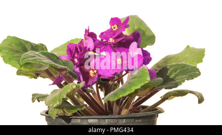 Glänzende Lila Blume im Topf. Stockfoto