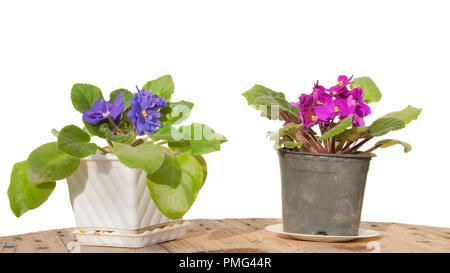 Leuchtend rosa und lila Blumen in Töpfe. Stockfoto