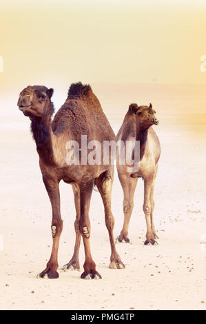 Kamel Stockfoto