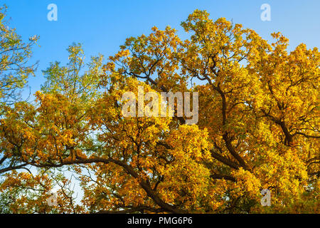 Tolle alte Eiche (Quercus) Baumkrone mit großen Filialen anzeigen bunte Blätter wie eine schöne goldene Kleid an einem sonnigen Herbsttag in Deutschland. Stockfoto