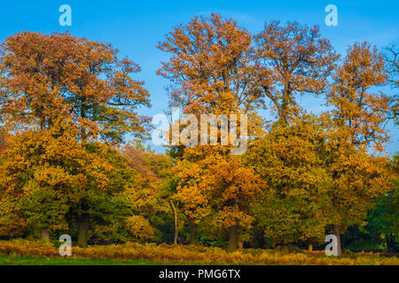 Indian Summer in Deutschland. Eine Reihe von großen Bäumen anzeigen Herbst Farben gelb und orange auf einem schönen goldenen Oktober Tag im legendären Wald... Stockfoto