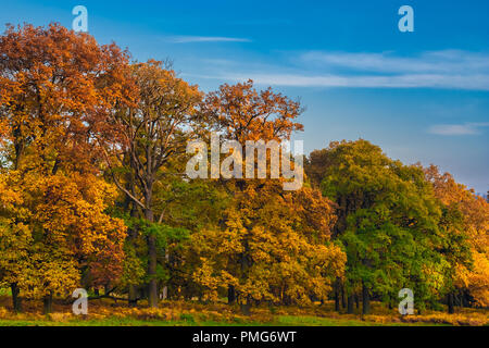 Ein downhill Reihe der schöne große Bäume mit bunten Blättern auf einen tollen Herbsttag im Reinhardswald, ein bewaldetes Hochland, die durch den Norden... Stockfoto