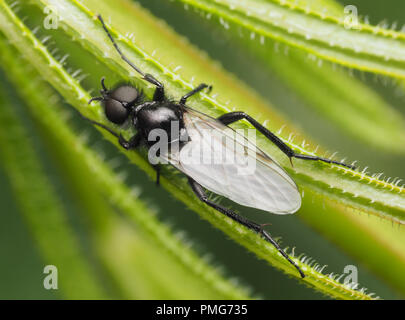 Dorsalansicht der männlichen St Marks fliegen (Bibio marci) auf der Anlage. Tipperary, Irland Stockfoto