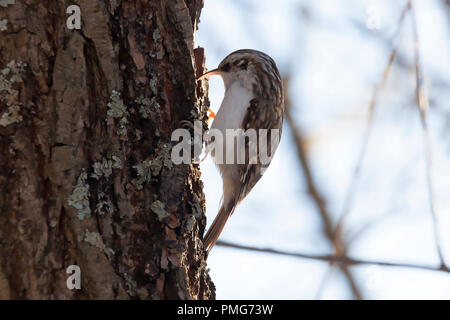 Baumkriecher, (Certhia Familiaris), klettern auf einen Baumstamm und suchen nach Nahrung unter der Rinde, Schweden. Stockfoto