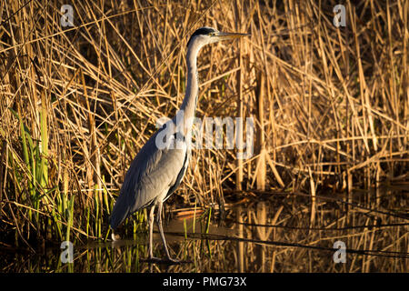 Graureiher (Ardea Cinerea), Solna, Schweden. Stockfoto