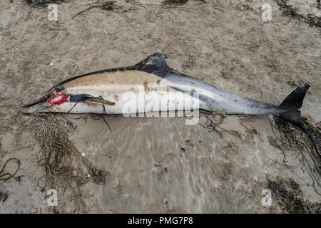 Eine gemeinsame Dolphin gewaschen mit einer Gesichtsbehandlung gash und viele Narben, die bis an den Strand in den frühen Stunden des Morgens gewaschen, nachdem die Stürme über Mais ausbreiten Stockfoto